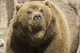 Captive Grizzly Alaska Zoo Wall Decal