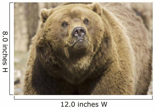 Captive Grizzly Alaska Zoo Wall Decal