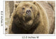 Captive Grizzly Alaska Zoo Wall Decal