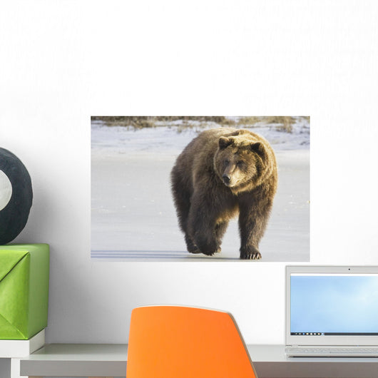 Captive Grizzly Walking Snow Wall Decal