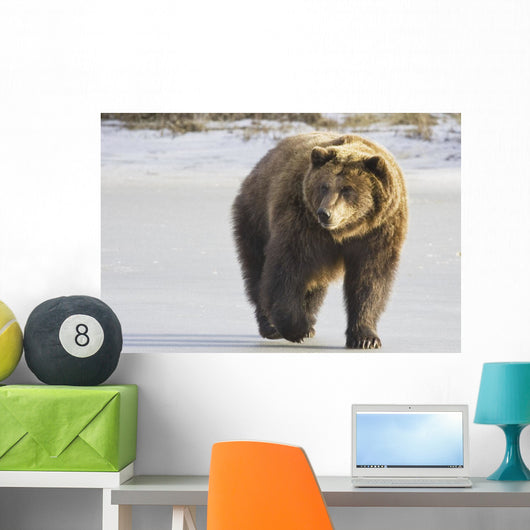 Captive Grizzly Walking Snow Wall Decal