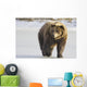 Captive Grizzly Walking Snow Wall Decal