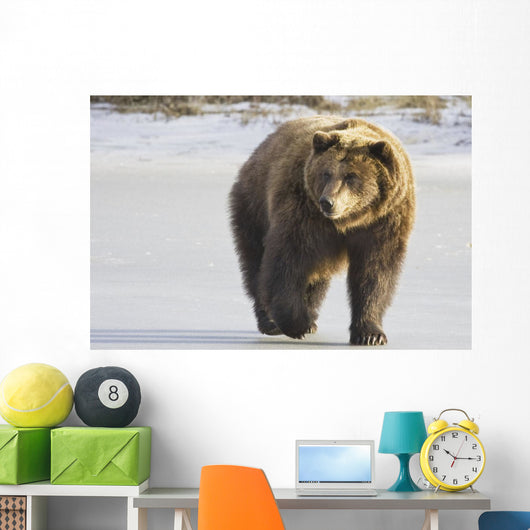 Captive Grizzly Walking Snow Wall Decal