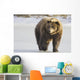 Captive Grizzly Walking Snow Wall Decal
