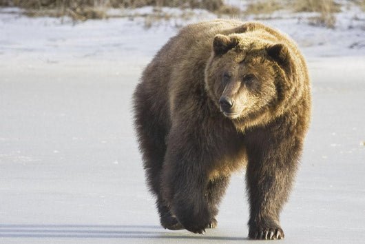 Captive Grizzly Walking Snow Wall Decal