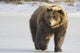 Captive Grizzly Walking Snow Wall Decal