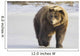 Captive Grizzly Walking Snow Wall Decal