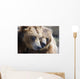 Captive Grizzly Bears Playing Wall Decal