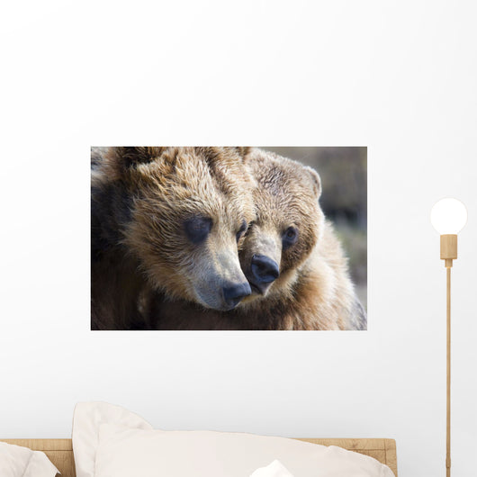 Captive Grizzly Bears Playing Wall Decal