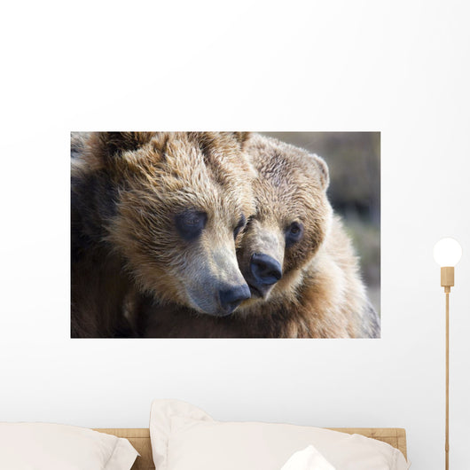 Captive Grizzly Bears Playing Wall Decal
