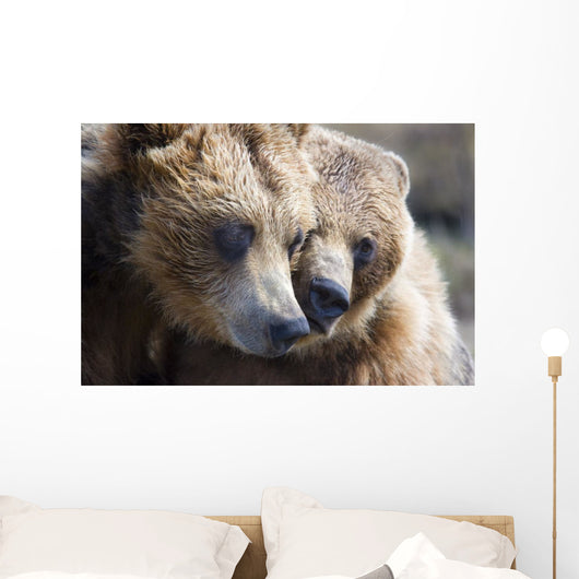 Captive Grizzly Bears Playing Wall Decal