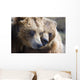 Captive Grizzly Bears Playing Wall Decal