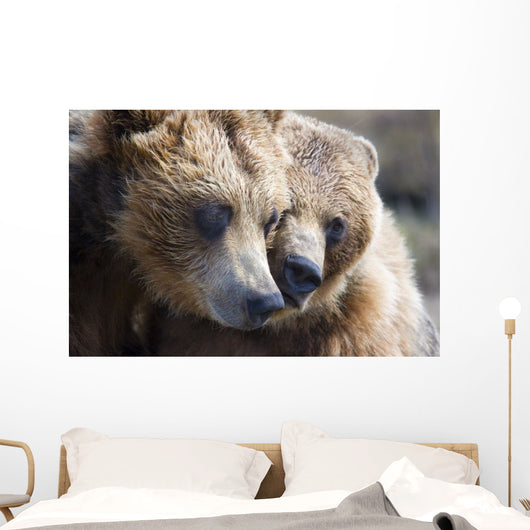 Captive Grizzly Bears Playing Wall Decal