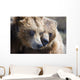 Captive Grizzly Bears Playing Wall Decal