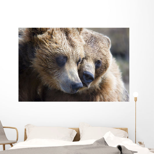 Captive Grizzly Bears Playing Wall Decal