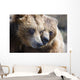 Captive Grizzly Bears Playing Wall Decal