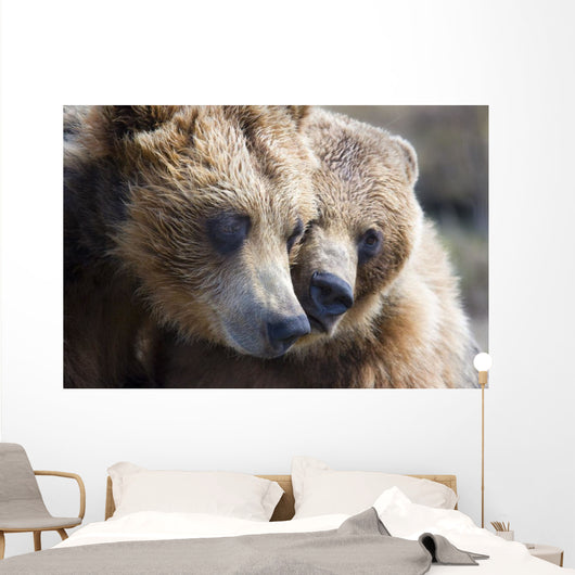 Captive Grizzly Bears Playing Wall Decal