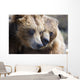 Captive Grizzly Bears Playing Wall Decal