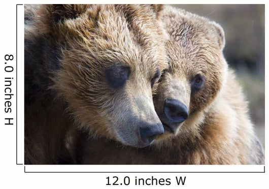 Captive Grizzly Bears Playing Wall Decal