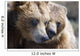 Captive Grizzly Bears Playing Wall Decal