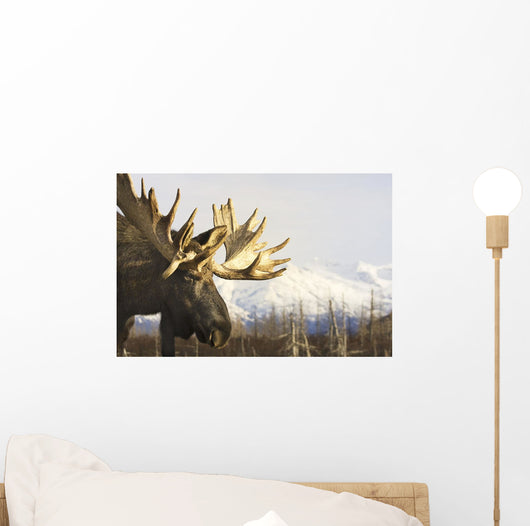 Captive up Profile Adult Wall Decal