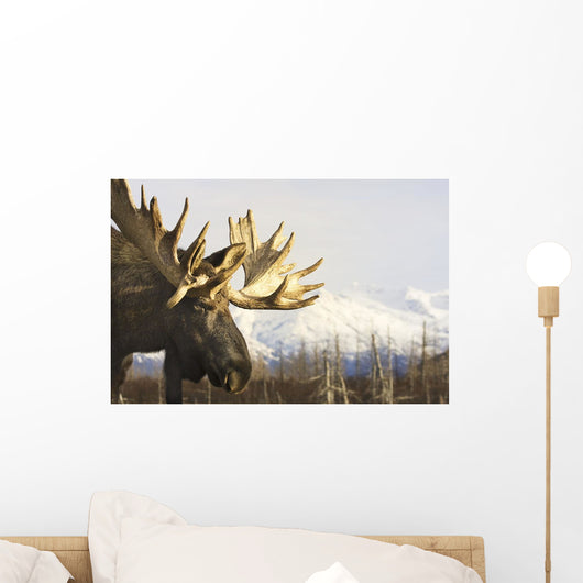 Captive up Profile Adult Wall Decal