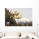 Captive up Profile Adult Wall Decal