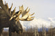 Captive up Profile Adult Wall Decal
