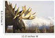 Captive up Profile Adult Wall Decal