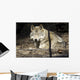 Captive Wolf Rests Alaska Wall Decal