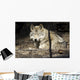 Captive Wolf Rests Alaska Wall Decal