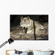 Captive Wolf Rests Alaska Wall Decal
