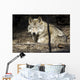 Captive Wolf Rests Alaska Wall Decal