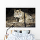 Captive Wolf Rests Alaska Wall Decal