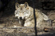 Captive Wolf Rests Alaska Wall Decal