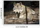 Captive Wolf Rests Alaska Wall Decal