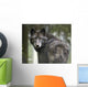 Captive Wolf Alaska Zoo Wall Decal
