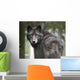 Captive Wolf Alaska Zoo Wall Decal