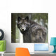 Captive Wolf Alaska Zoo Wall Decal