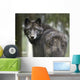 Captive Wolf Alaska Zoo Wall Decal