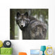 Captive Wolf Alaska Zoo Wall Decal