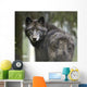 Captive Wolf Alaska Zoo Wall Decal