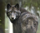 Captive Wolf Alaska Zoo Wall Decal