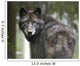 Captive Wolf Alaska Zoo Wall Decal