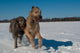 Irish Wolfhound Wall Mural