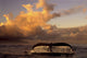 Humpback Whale Tail Wall Decal