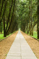 Stone Path and Tranquail