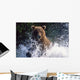 Charging Grizzly Splashing through Wall Decal