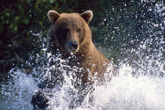 Charging Grizzly Splashing through Wall Decal