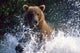 Charging Grizzly Splashing through Wall Decal